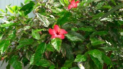 Семена из разных стран мира украсят клумбы Могилева в новом сезоне