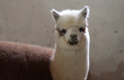 В зоосаде Могилева поселились новые питомцы