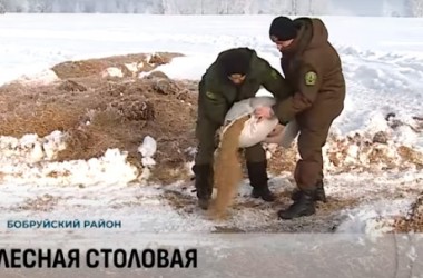 Лесники и фермеры приходят на помощь лесным животным