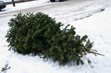 За выброшенную в неположенном месте елку предусмотрен штраф