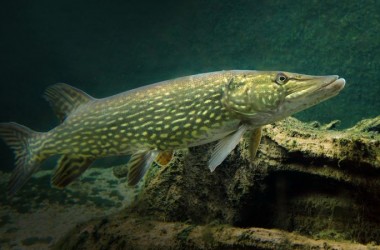 Весенний запрет на лов щуки будет действовать с 1 марта