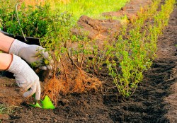 В Единый день озеленения в Могилевской области планируется высадка 15 тысяч деревьев и кустарников