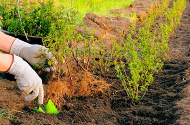 В Единый день озеленения в Могилевской области планируется высадка 15 тысяч деревьев и кустарников