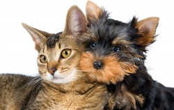 Могилевское УКП «Жилкомхоз» будет регистрировать домашних собак и кошек