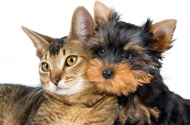 Могилевское УКП «Жилкомхоз» будет регистрировать домашних собак и кошек