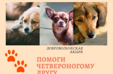 Могилевчан приглашают к участию в акции «Поспеши на помощь четвероногому другу»