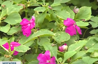 1,3 миллиона цветов и тысячи деревьев высадят в Могилеве