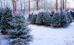 Елочные базары начнут работать с 22 декабря