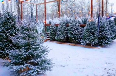 Елочные базары начнут работать с 22 декабря