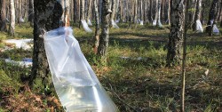 2,5 тысяч тонн березового сока планируют собрать лесхозы Могилевщины