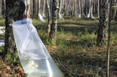 2,5 тысяч тонн березового сока планируют собрать лесхозы Могилевщины