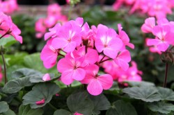 Более миллиона цветов высадят к маю в Могилеве