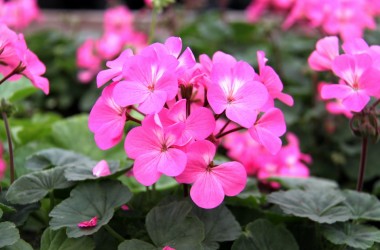 Более миллиона цветов высадят к маю в Могилеве