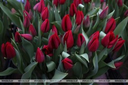 «Могилевзеленстрой» готовит к весенним праздникам 18 000 цветов