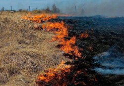 В Могилевской области зафиксирован рост пожаров из-за пала травы