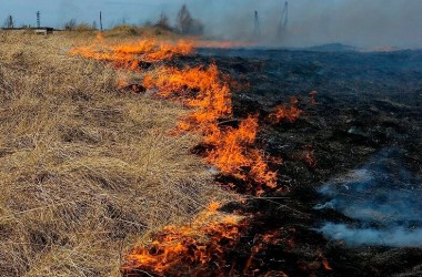 В Могилевской области зафиксирован рост пожаров из-за пала травы