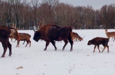 Новость для настроения: в Могилевском зоосаде пополнение