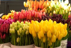 Более 200 площадок по продаже цветов работают в Могилеве