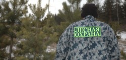 Усилен контроль за незаконной вырубкой елей на Могилевщине