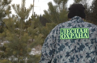 Усилен контроль за незаконной вырубкой елей на Могилевщине