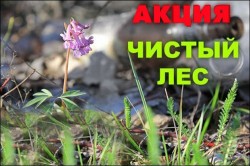 Жителей Могилевской области приглашают принять участие в акции «Чистый лес»