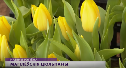 Первая партия могилевских тюльпанов появилась в продаже