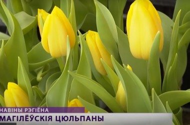 Первая партия могилевских тюльпанов появилась в продаже