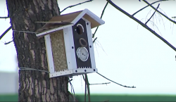 Конкурс на лучший домик для птиц проходит в Могилеве (Видео)