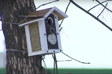 Конкурс на лучший домик для птиц проходит в Могилеве (Видео)