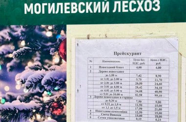 От 9 рублей можно купить новогоднюю елку в Могилевском лесхозе