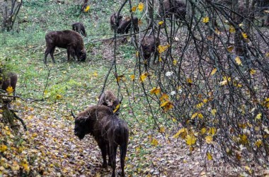 Могилевский зоосад отремонтировал вольеры и заготовил более 200 т зерна к зиме
