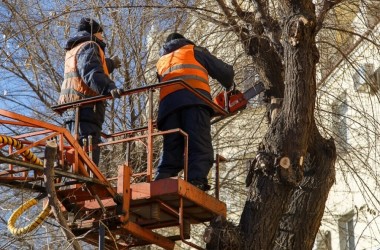 Плановую обрезку деревьев проводят в Могилеве