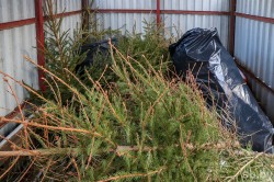 Как правильно утилизировать новогоднюю елку в Могилеве