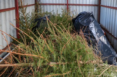 Как правильно утилизировать новогоднюю елку в Могилеве