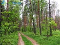 Снят запрет на посещение лесов в Могилевской области