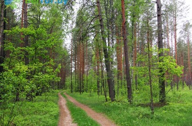 Снят запрет на посещение лесов в Могилевской области