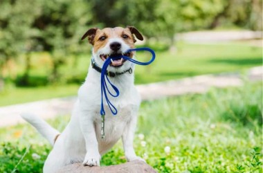 Где гулять с четвероногим питомцем в Могилеве?