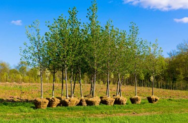 Осенью планируют высадить порядка 2 000 деревьев в Могилеве