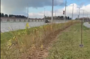 11 тысяч кустарников высадили вдоль новой дороги-дублера в Могилеве