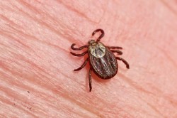 Более 40 жителей Могилевской области пострадали от укусов клещей с начала года