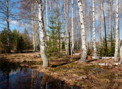в 9 районах Могилевской области введены ограничения на посещения лесов