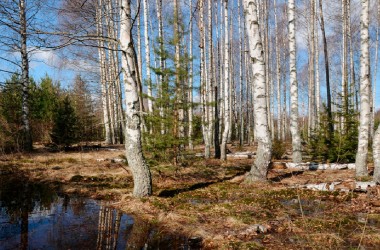 в 9 районах Могилевской области введены ограничения на посещения лесов