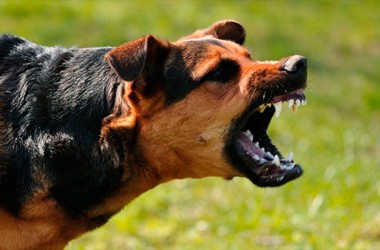 Ситуация по бешенству среди животных в Могилеве и Могилевском районе ухудшилась