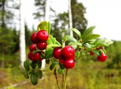 Сроки сбора клюквы и брусники определены на Могилевщине