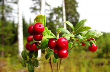 Сроки сбора клюквы и брусники определены на Могилевщине