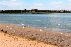 Ученые БГУ приступили к изучению экологической ситуации на Гребеневском водохранилище в Могилеве
