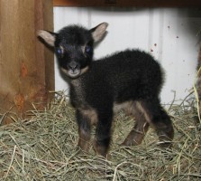 В могилевском зоосаде пополнение