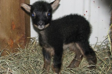 В могилевском зоосаде пополнение