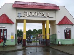 12 камерунских коз поселились в Могилевском зоосаде