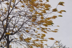 Оранжевый уровень опасности из-за сильного ветра объявлен на 19 ноября в Могилеве